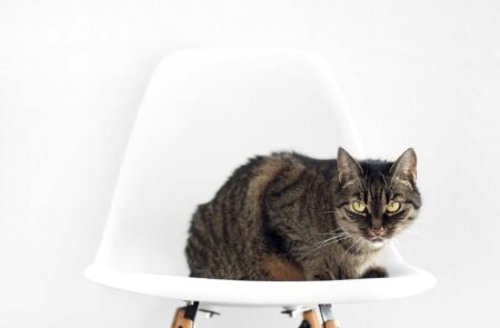 Cat on The Chair
